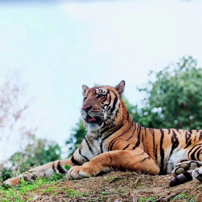 华南虎（图片来源：广州日报·新花城记者：卜瑜）