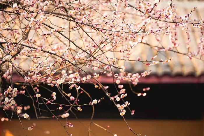 ▲青羊宫梅花
