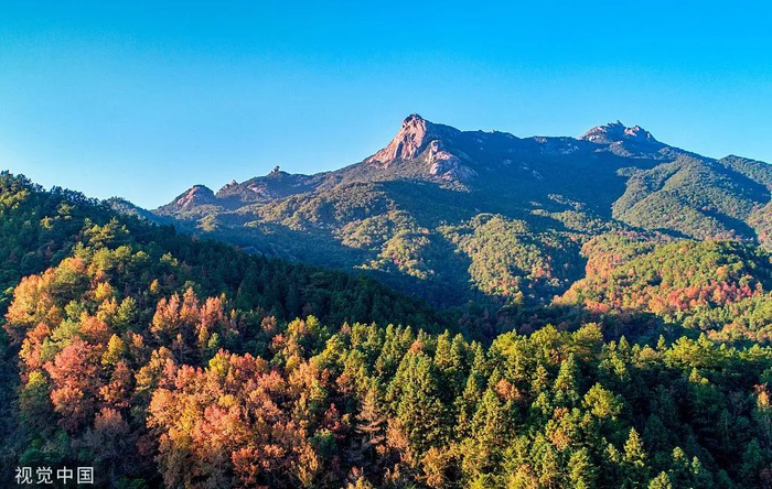 作为广东省唯一秋天有满山红叶的山，漫山遍野的三角枫，染红了云髻山。