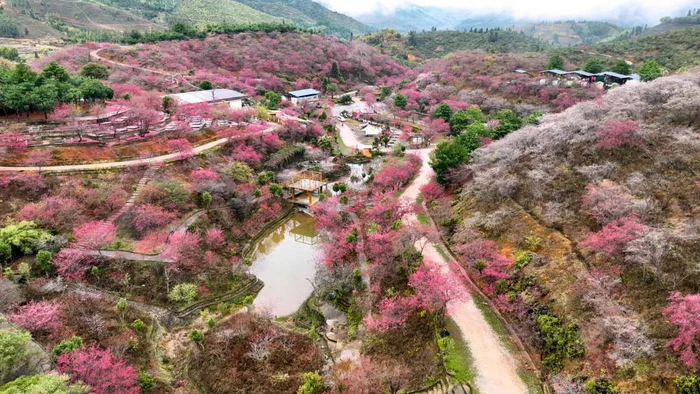 韶关新丰的吉野樱在山间蔓延开来，唤醒了一个春天的浪漫。（图片来源：韶关发布）
