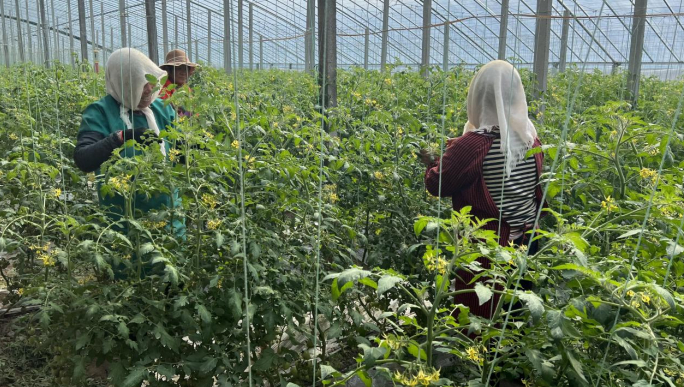 ▲寿光蔬菜高科技示范园内，为了能够让番茄得到充分的生长空间，农户正在进行疏枝。朱枫/摄