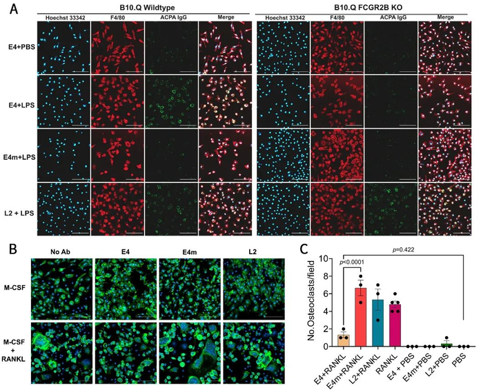 图2：E4 与巨噬细胞之间的相互作用