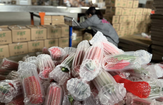 ▲山东寿光的羊角蜜口感爽脆、甜度适中，很受消费者喜爱。朱枫/摄