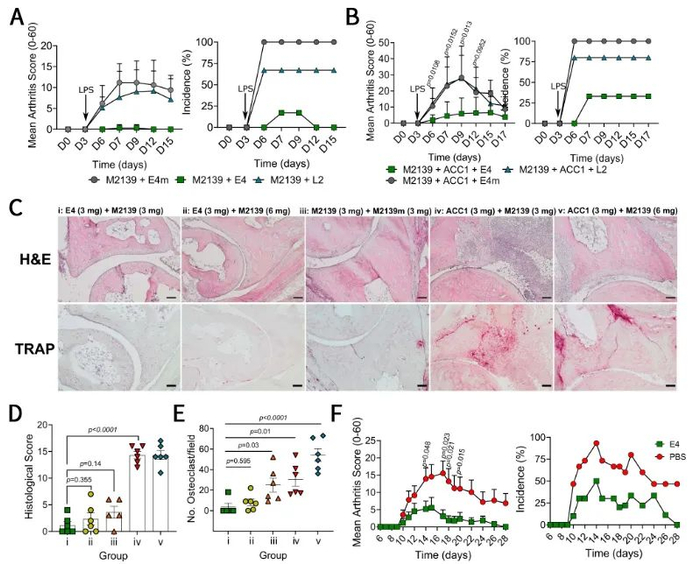 图1：mAb 在关节炎小鼠模型中的作用