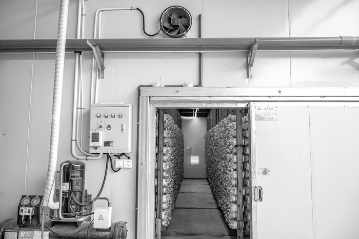     移动厢式菇房配备了智能温控系统。 杨纪翔 摄