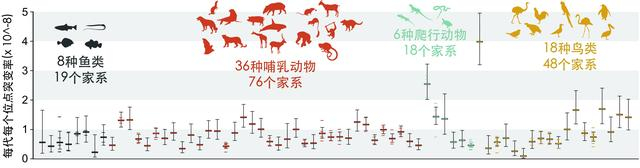 相对于鱼类和爬行类，在鸟类和哺乳动物后代的新生突变中，雄性的贡献比例远超雌性。浙江大学张国捷团队供图