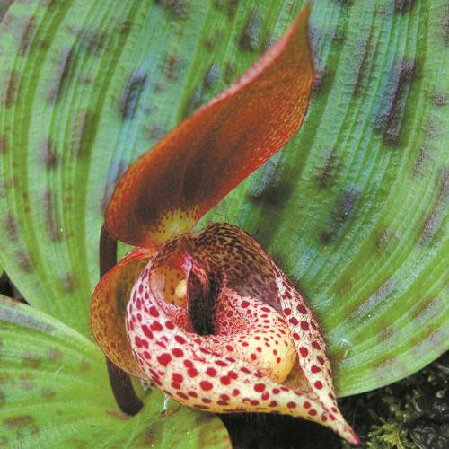 ▲悄然绽放的丽江杓兰。| 蒋宏摄