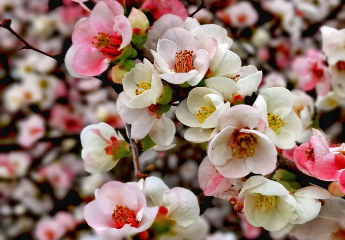 ▲成都植物园繁花盛开