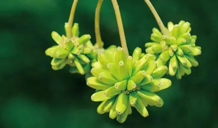 ▲中国特有种——喜树，野外种群极少，仅分布于云南景洪。