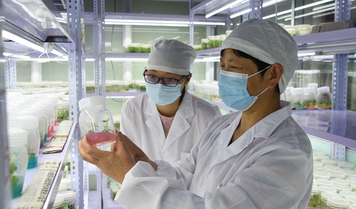 ▲中科院昆明植物研究所正高级工程师罗桂芬（右）观察华盖木组培苗生长。