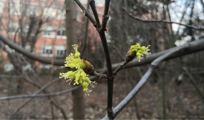 ▲漾濞槭雄花。
