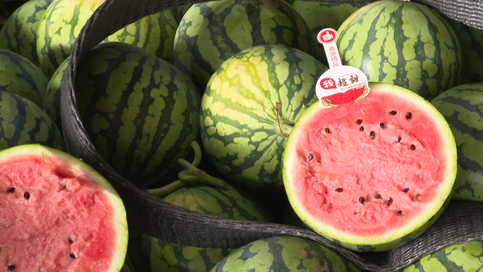 西瓜皮薄、糖度高、耐运输。记者 蔡亲显 摄