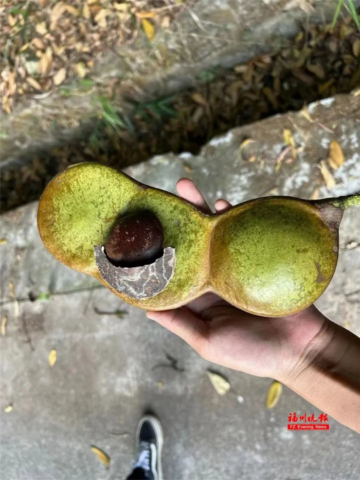 在海南，奇奇邂逅世界上最大的豆子。