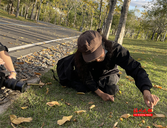 奇奇在拍摄公园里的无患子。