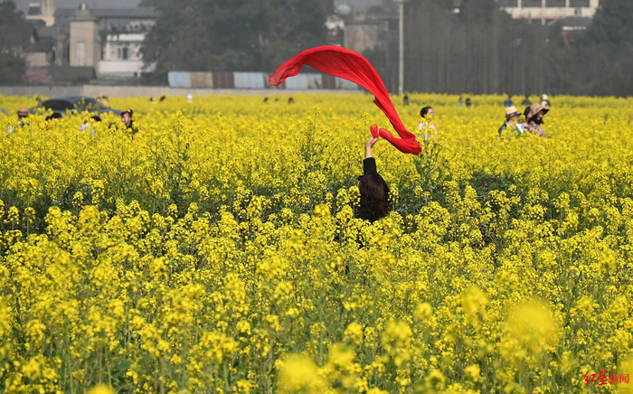 ▲崇州市五星村，游客在油菜花田间游玩拍照