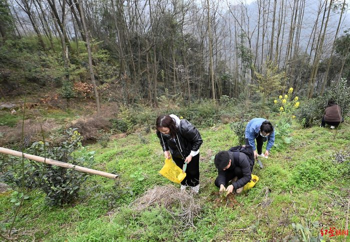 ▲市民在野外挖到的野生折耳根