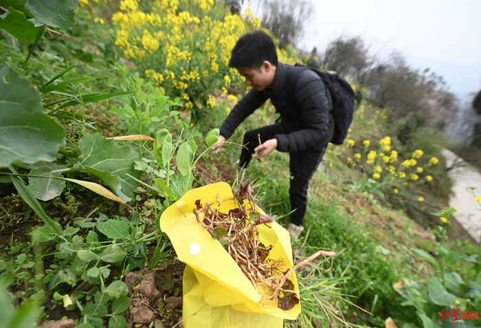 ▲市民在野外挖到的野生折耳根