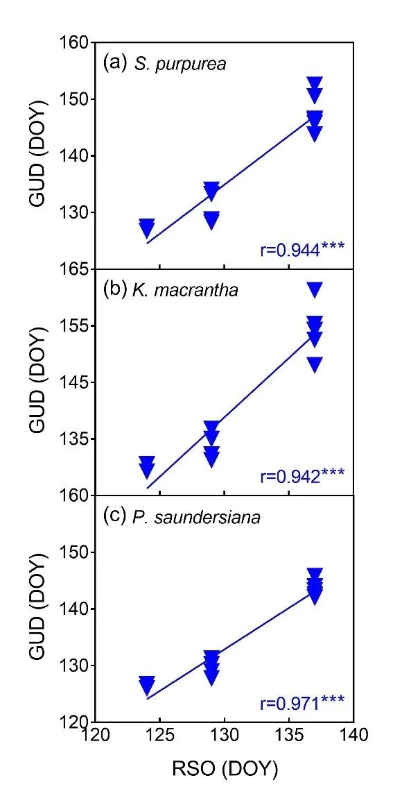 图4 雨季来临时间（RSO）与3个优势物种返青期（GUD）的关系 