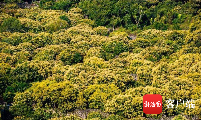 图为秀英区荔枝花海。秀英发布