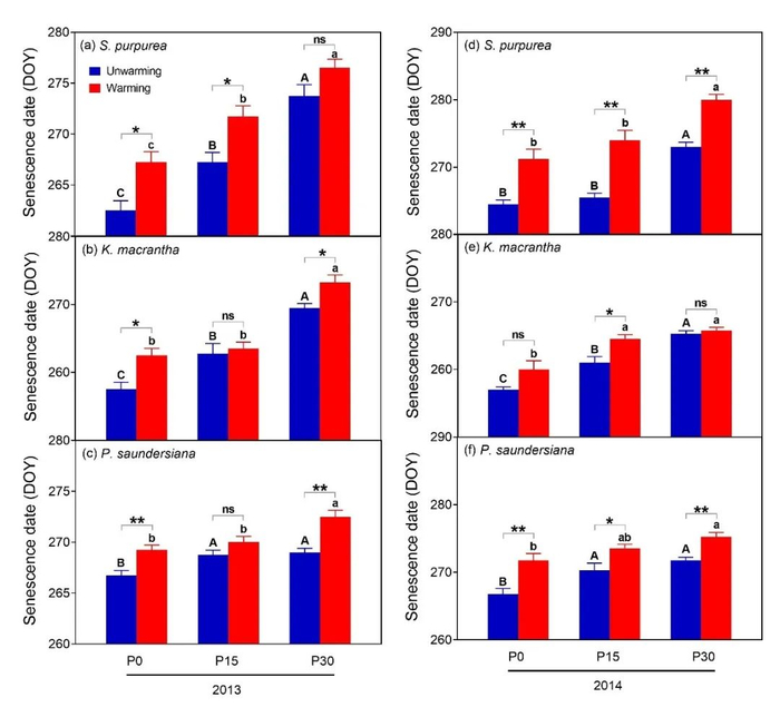 图3 不同增温与增雨处理对优势物种枯黄期的影响 