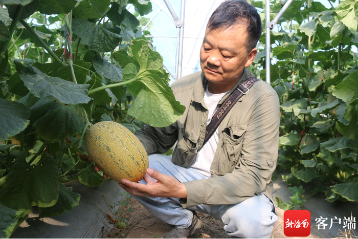袁士臣在南繁育种基地选育哈密瓜。记者 利声富 摄