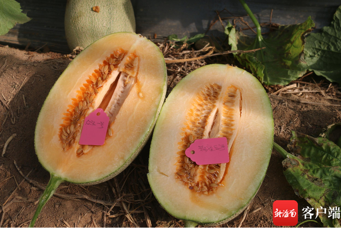 袁士臣在南繁育种基地选育哈密瓜。记者 利声富 摄