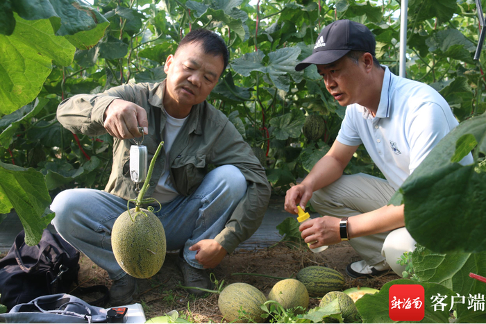袁士臣（左）在南繁育种基地观察选育哈密瓜。记者 利声富 摄