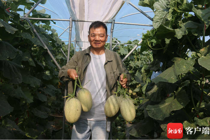 袁士臣在南繁育种基地观察选育哈密瓜。记者 利声富 摄