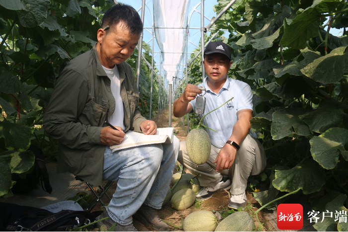 袁士臣（左）在南繁育种基地观察选育哈密瓜。记者 利声富 摄