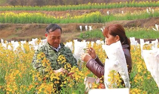 感动中国人物沈昌健（左）在油菜基地查看长势。王明睿 摄