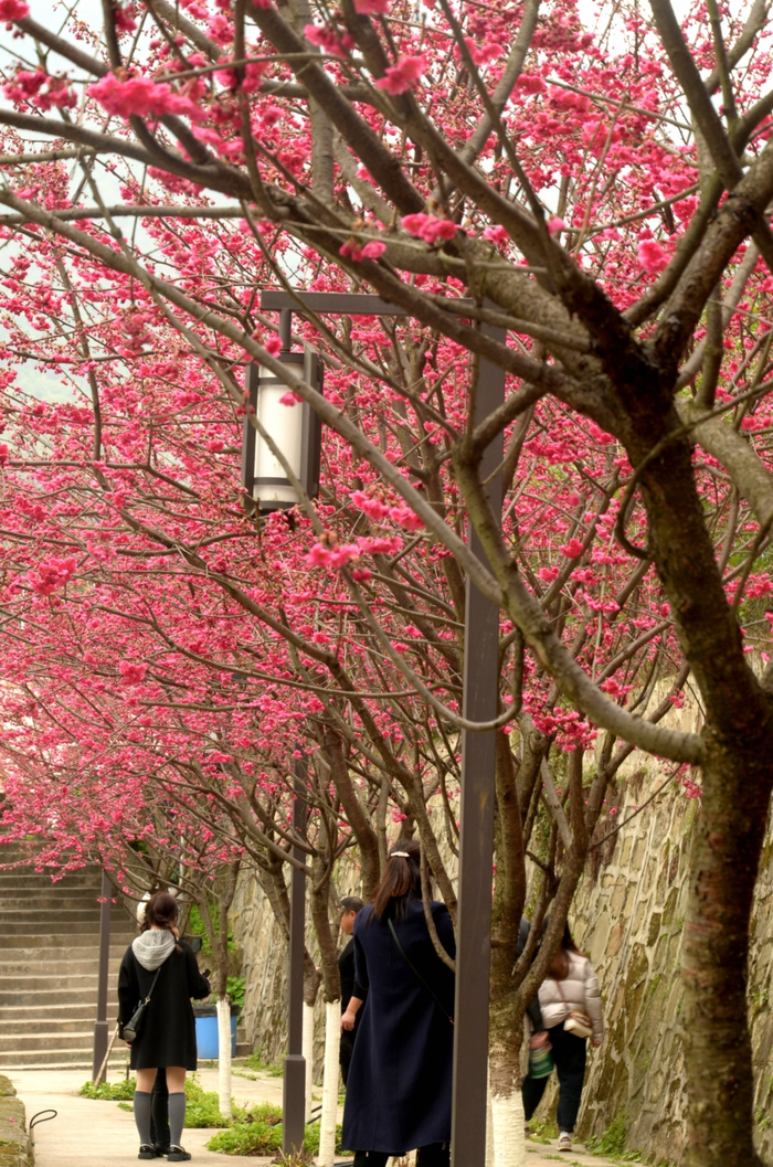 游客拍照打卡。园区供图