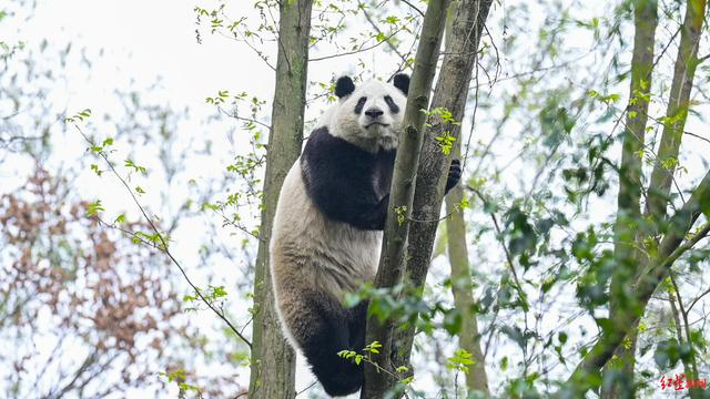 ▲大熊猫“和叶”