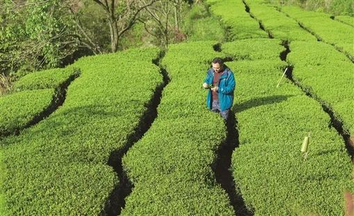 石门高山有机茶成为群众致富的“黄金叶”。（石门县委宣传部供图）