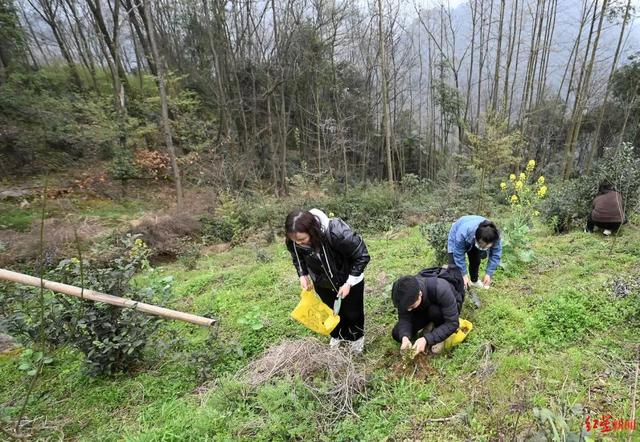 ▲市民在野外挖到的野生折耳根