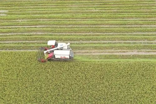 农业机械播种与收割，已成为常德粮食生产的“标配”。柏依朴 摄