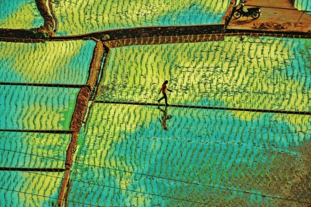 ▲成都平原的水稻田。