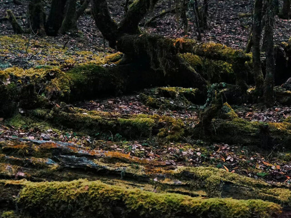 　　“绿野仙踪”茶马古道徒步