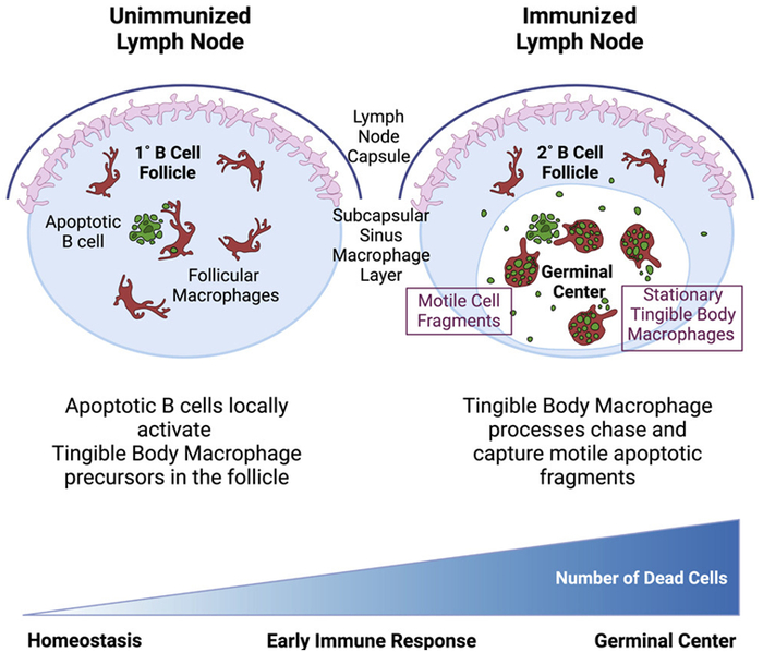 图片来自Cell, 2023, doi:10.1016/j.cell.2023.02.004。