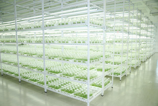 　　超级芦竹种苗繁育