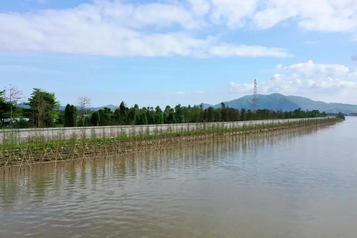 联围堤防种下落羽杉