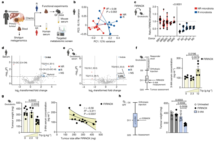 图1：3-IAA 在 PDAC 小鼠模型中诱导对 FIRINOX 的反应