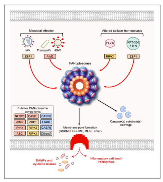 图3 . 泛凋亡机制图