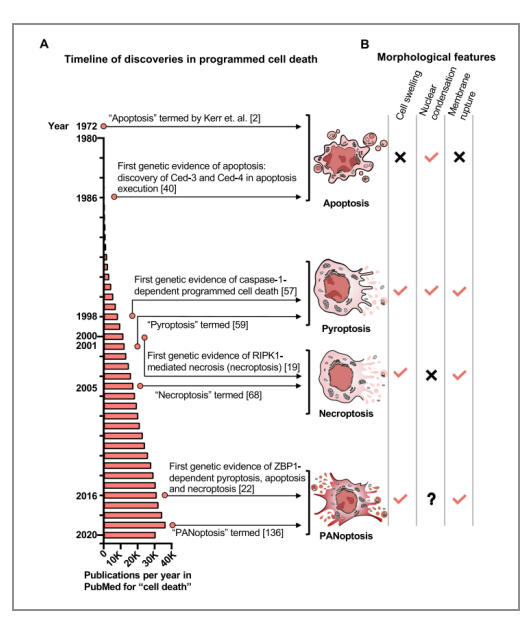 图1 . 程序性细胞死亡的研究时间表和特征