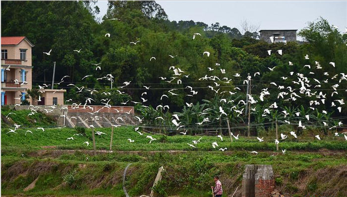 江山镇潭蓬村人与白鹭和谐相处（2020年4月，防城港日报 供图）