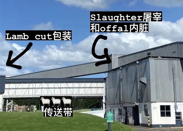 　谢阿金分享在肉厂的工作流程