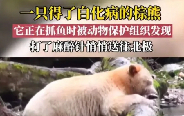 白化棕熊乔伊的故事