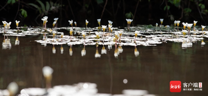 　　水生草本植物水菜花，可作为湿地水质的指示性植物。