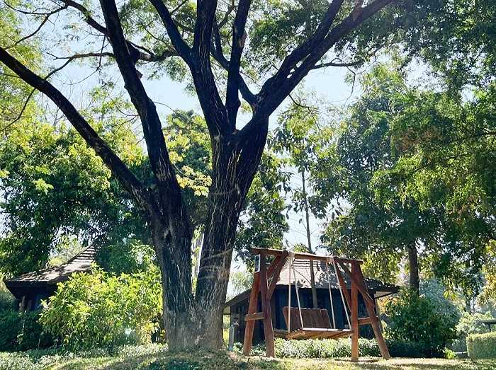 ▲ 孙彩梦在清迈度假。图 / 受访者提供