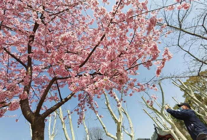 去年3月上旬，上海植物园河畔，河津樱怒放  陈玺撼 摄
