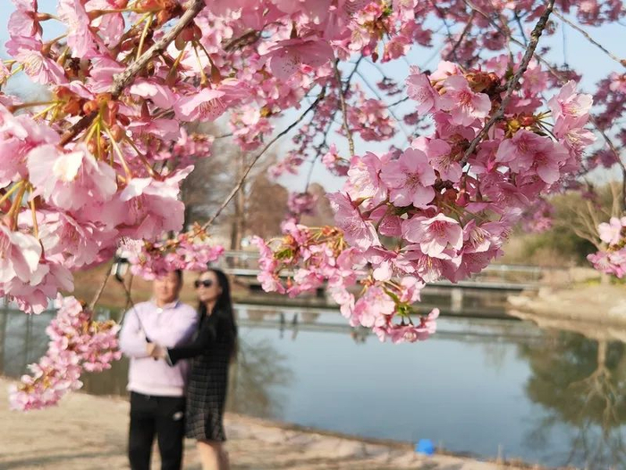 3月4日，辰山植物园早樱开得正好